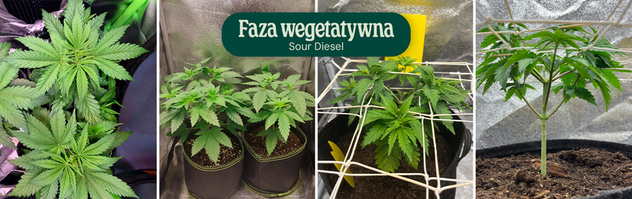 Sour Diesel Vegetative Phase