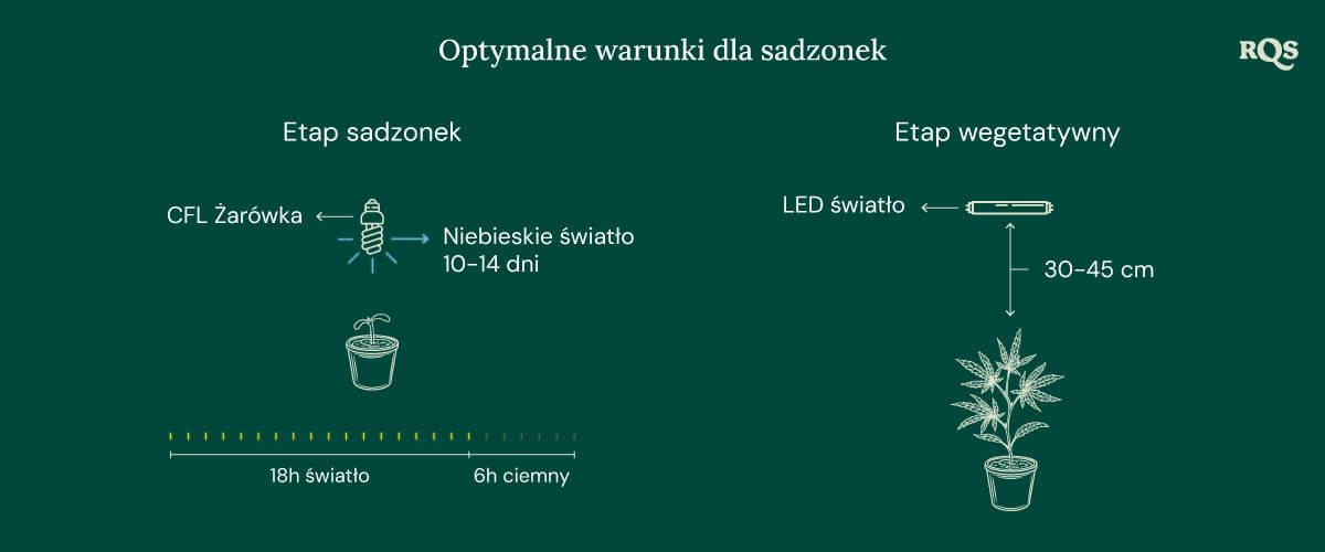 Light Conditions for cannabis seedling