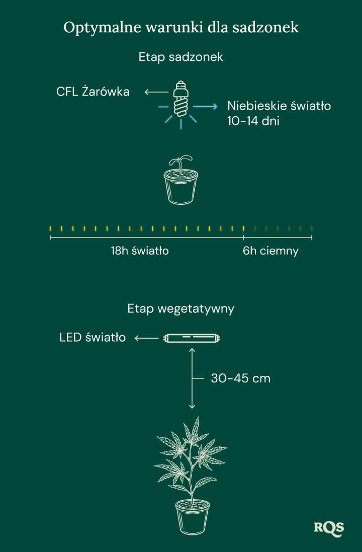 Light Conditions for cannabis seedling