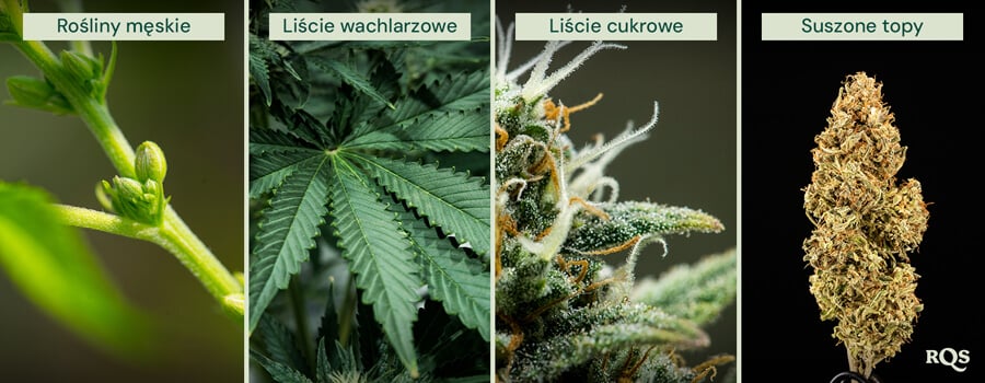 Ilustracja biointensywnej uprawy roślin, przedstawiająca maksymalną produktywność, zdrowsze rośliny, mocne pąki, uprawę współrzędną, głęboką uprawę gleby i poprawę jakości gleby.