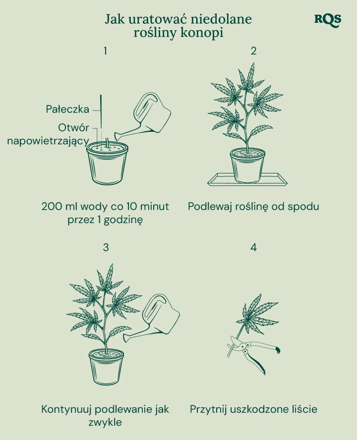 How to fix underwatered cannabis