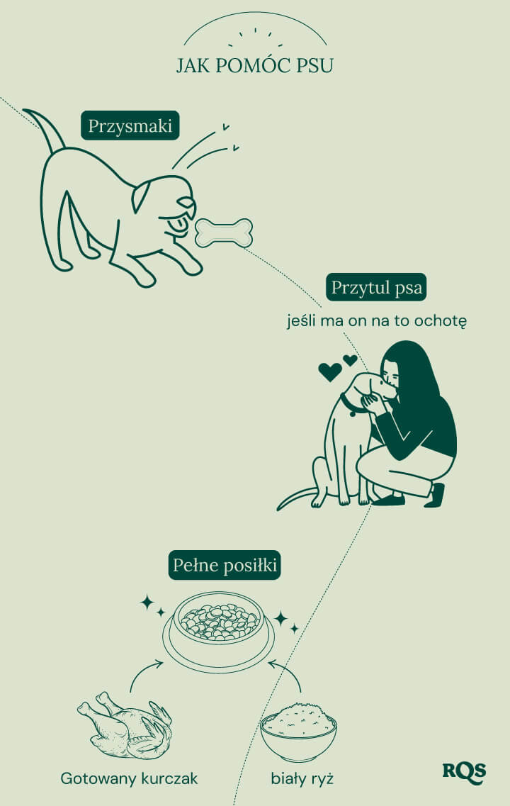 Zwierzęta i konopie: co zrobić, jeśli Twój pies jest na haju