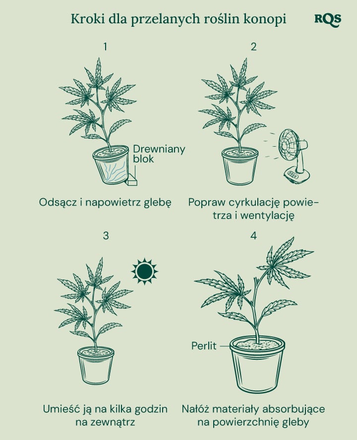 How to fix overwatered cannabis