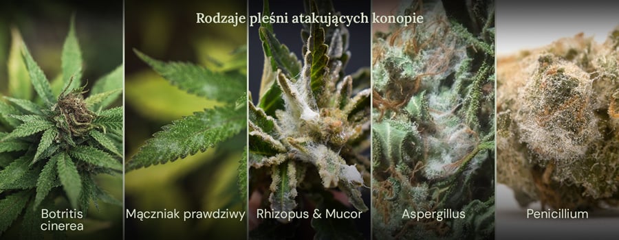 Kolaż obrazów przedstawiający różne rodzaje pleśni, które mogą wpływać na rośliny konopi. Pokazane rodzaje pleśni to Botrytis cinerea, mączniak prawdziwy, Rhizopus i Mucor, Aspergillus i Penicillium.