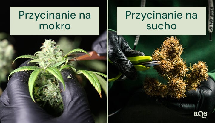 Porównanie przycinania mokrego i suchego konopi. Po lewej stronie przycinanie mokre odbywa się zaraz po zbiorach, ułatwiając usuwanie liści. Po prawej stronie przycinanie suche wykonuje się po wysuszeniu, co poprawia proces utwardzania i zachowanie terpenów.