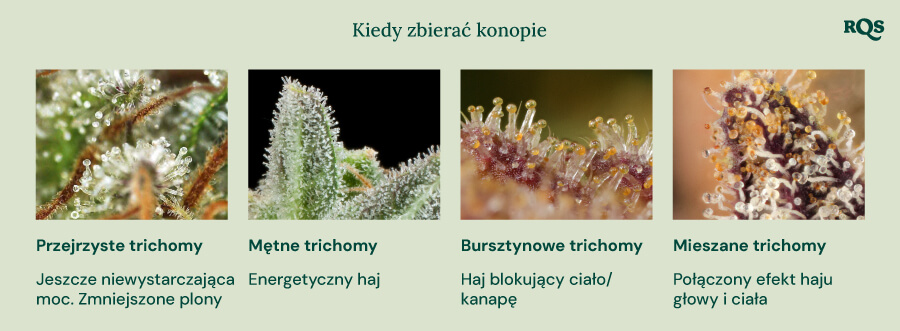 Wizualny przewodnik po zbiorach konopi w oparciu o kolor trichomów. Pokazuje cztery etapy: czyste trichomy (niewystarczająco silne), mleczne trichomy (energetyczny efekt), bursztynowe trichomy (efekt fizyczny/uspokajający) i mieszane trichomy (zrównoważony efekt fizyczny i psychiczny).