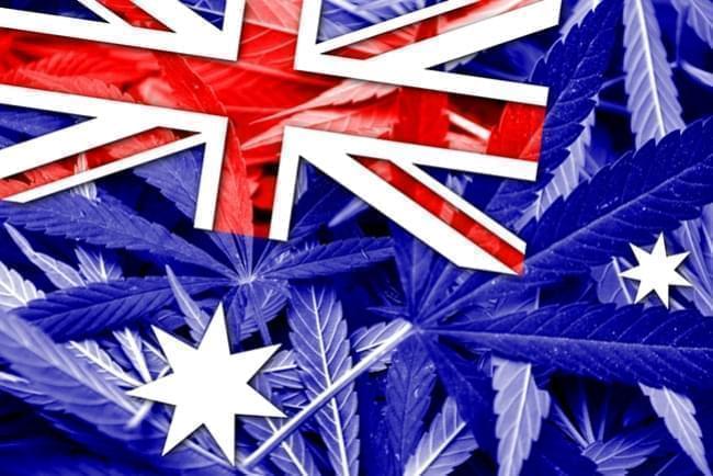 Australia zalegalizowała uprawę medycznej marihuany.