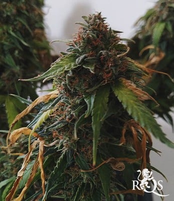 Royal Creamatic   Royal Creamatic