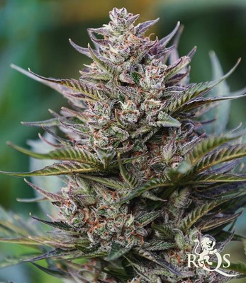 Royal Cheese Auto Royal Cheese Auto