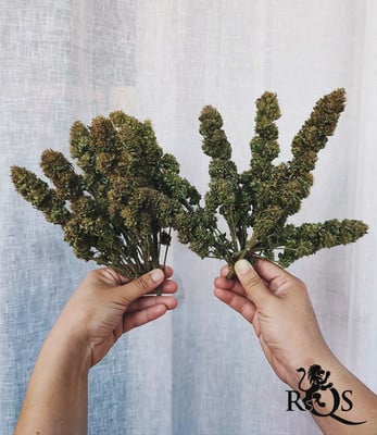 Bubblegum XL Bubblegum XL