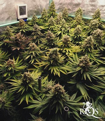 Wedding Crasher Wedding Crasher