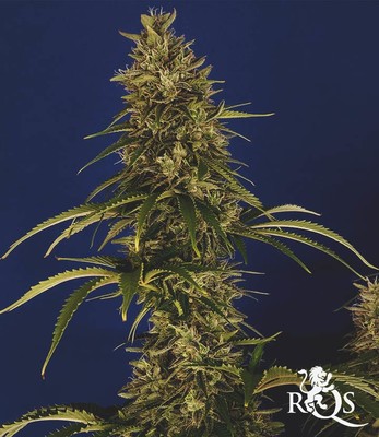 Wedding Crasher Wedding Crasher