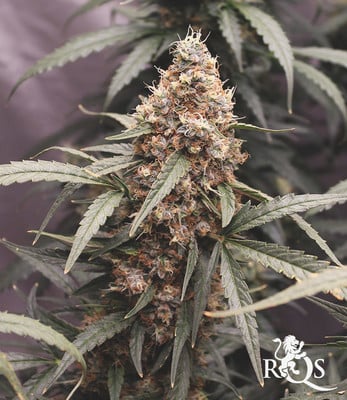 North Thunderfuck Auto North Thunderfuck Auto